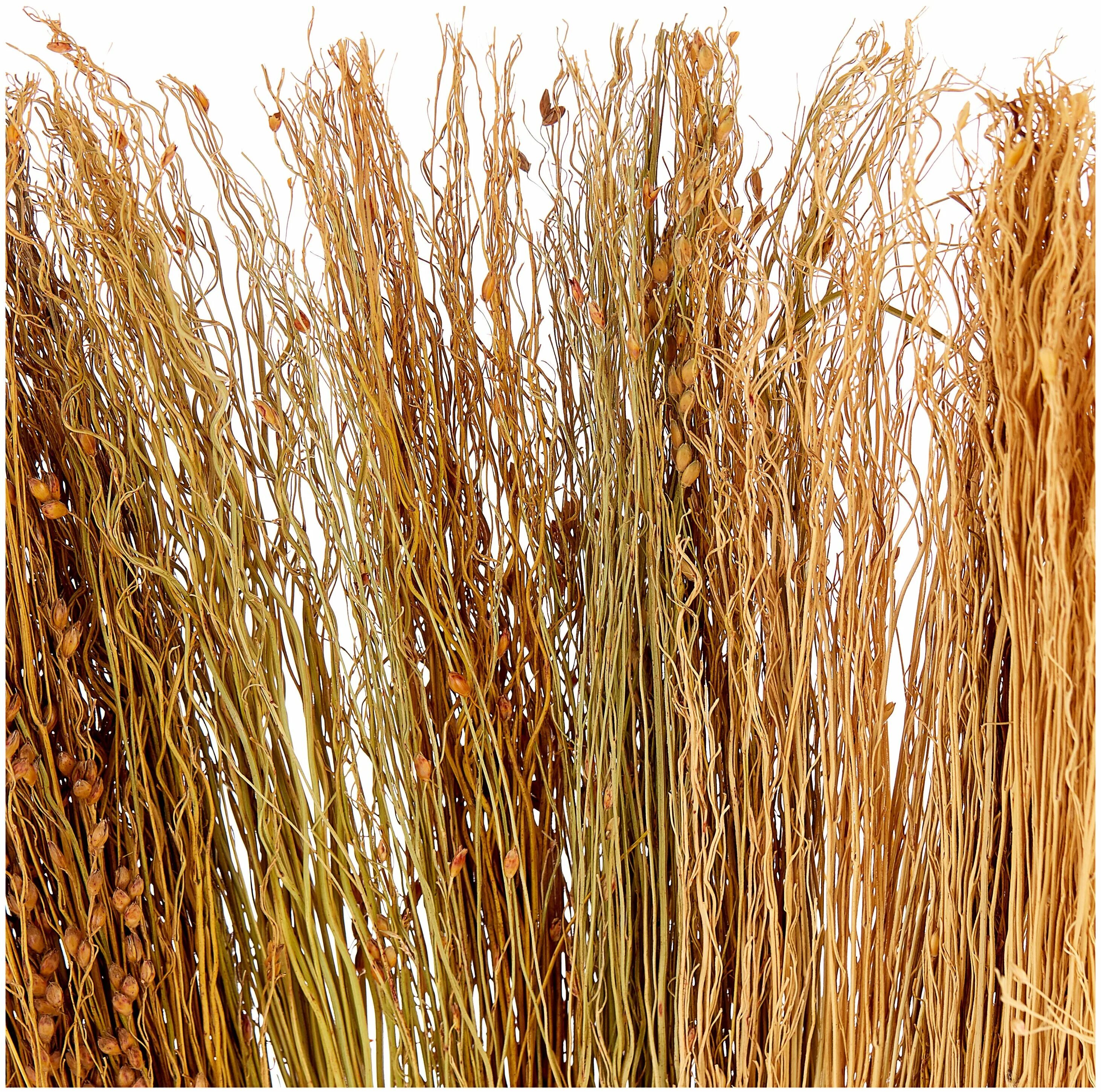 Сорго веничное. Что делают из сорго. Вязаные старинные веники. Веник сорго мохало. Метла из мочала.