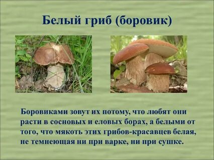 Сколько лет боровику