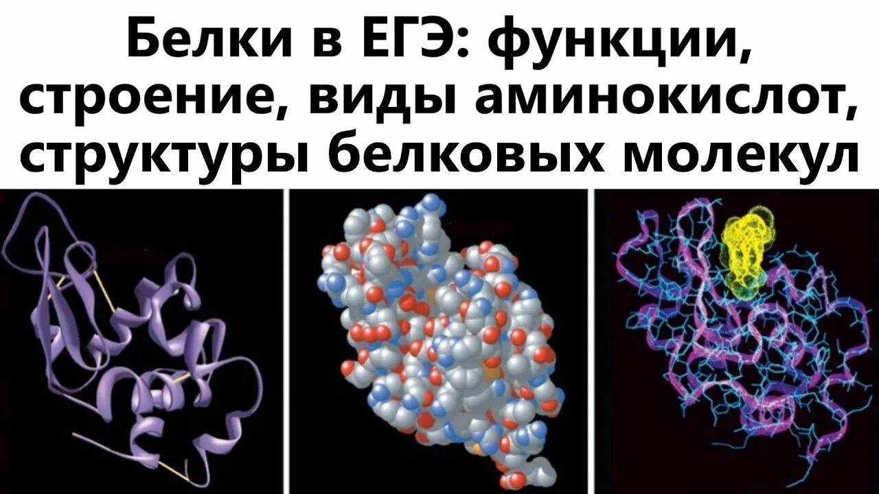 Белки и аминокислоты строение и функции. Белки егэ. белки функции егэ.