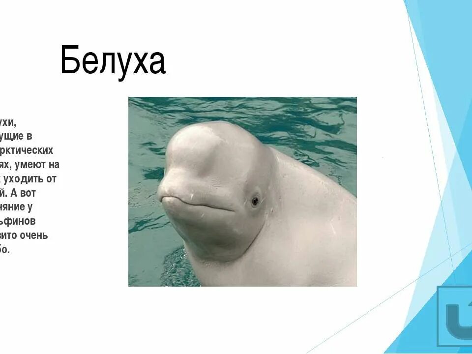 Дельфин ч буду жить. Рассказ про кита Белуха. Белуха информация для детей. Белуха презентация. Белуха доклад.