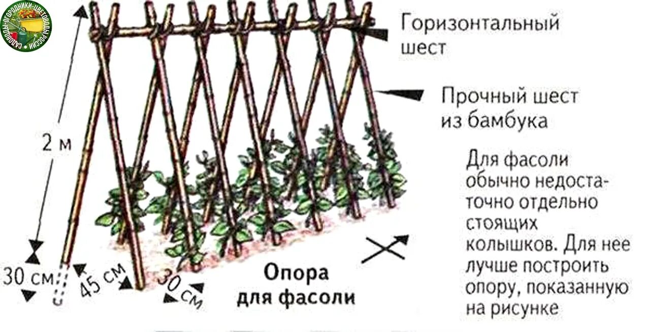 Подвязка спаржевой фасоли. Схема посадки спаржевой фасоли. Горох схема посадки в открытый грунт. Схема посадки фасоли в открытый грунт.