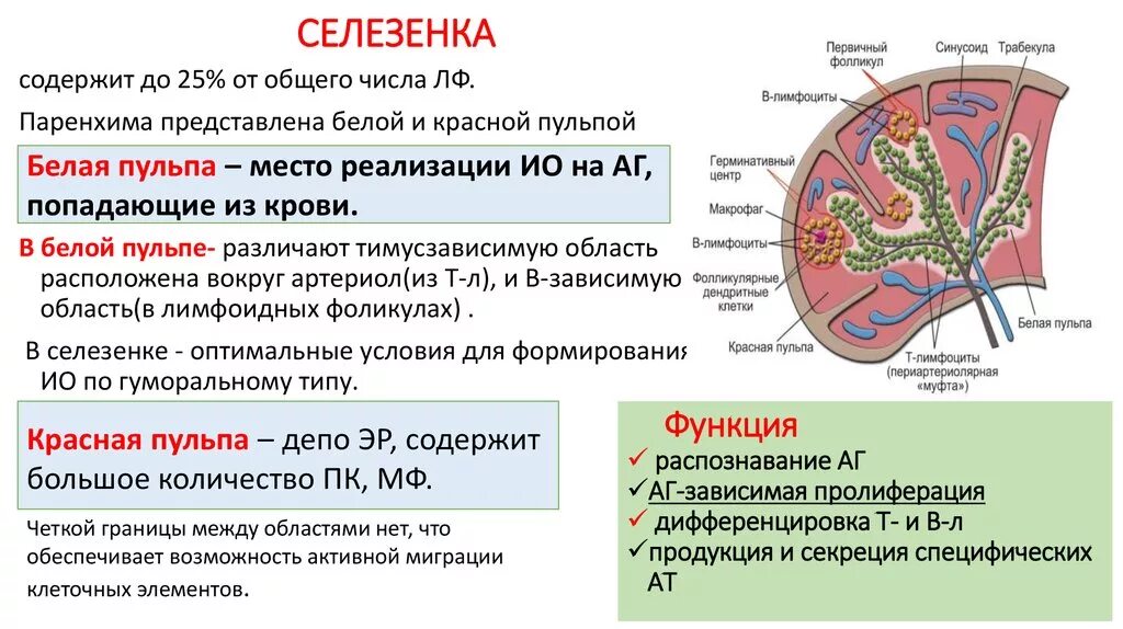 Иммунные зоны. Строение паренхимы селезенки. Строение селезенки иммунология. Белая пульпа селезенки иммунология. Функции красной и белой пульпы селезёнки.