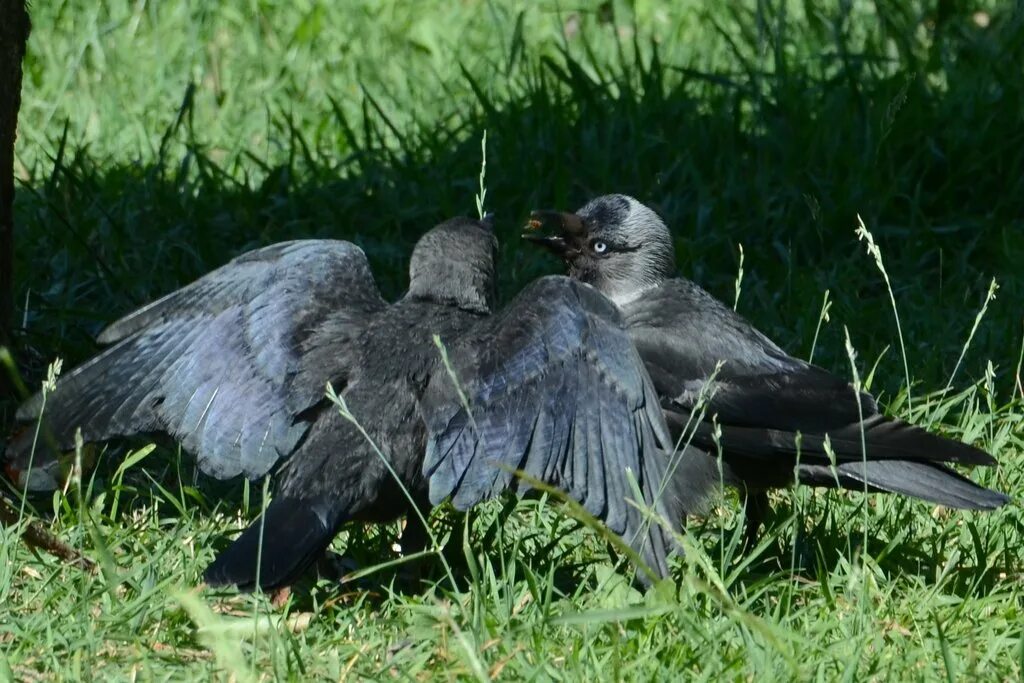 Буквы ё о е и после шипящих и ц правило. Бережет снежок. Бережет снежок на жердочке галчонок с мечом. Бережет снежок на жердочке галчонок с мечом. Жёрдочка проверочное слово.