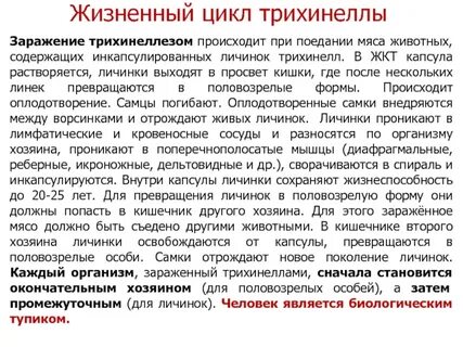 Жизненный цикл трихинеллы