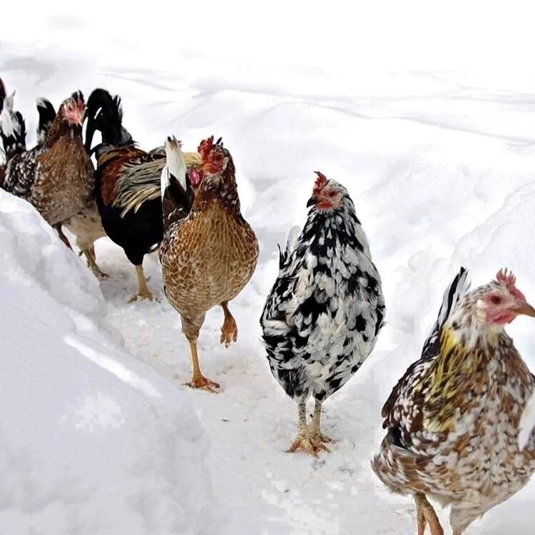 Куры. Курица в снегу. Курочки зимой. Петух зимой.