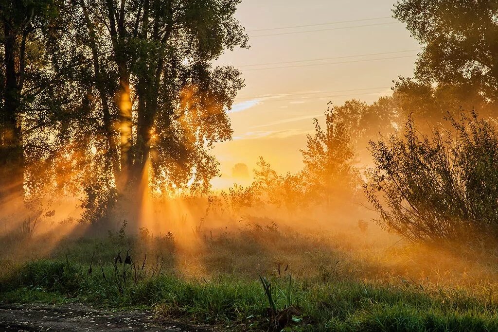 Такой лес что солнце и не сразу. Утро природа. Утренний пейзаж. Раннее утро. Утренний рассвет.