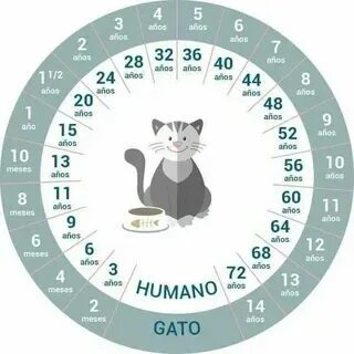 Мерка кошек по годам
