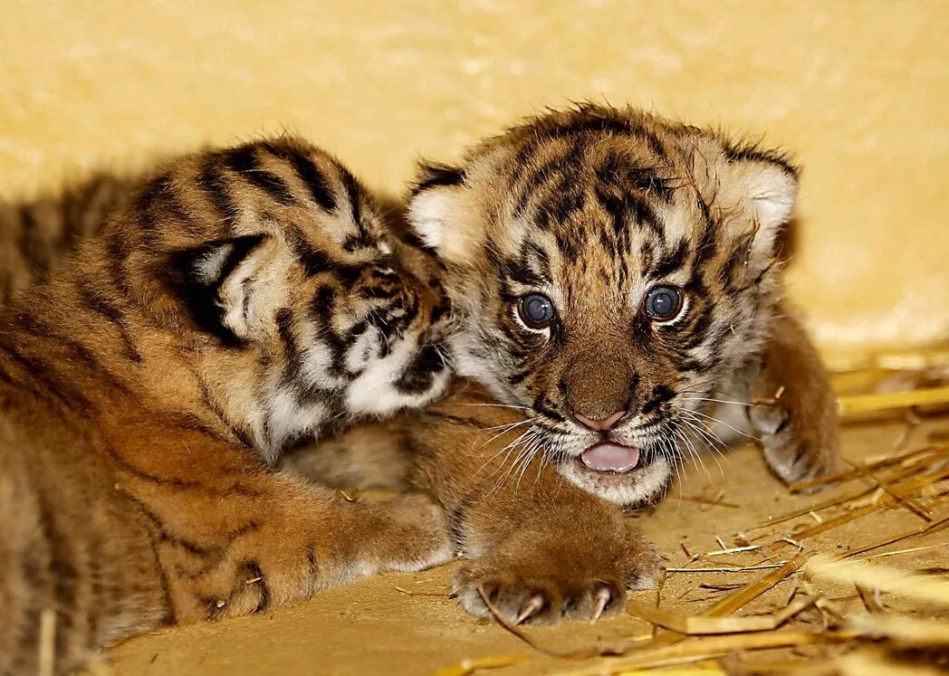 жинкин тигр. тигренок малыш. маленькие амурские тигрята. домашний тигренок. тигренок.