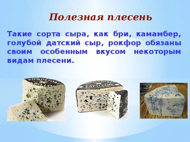 Проект про плесень 5 класс Плесень презентация онлайн