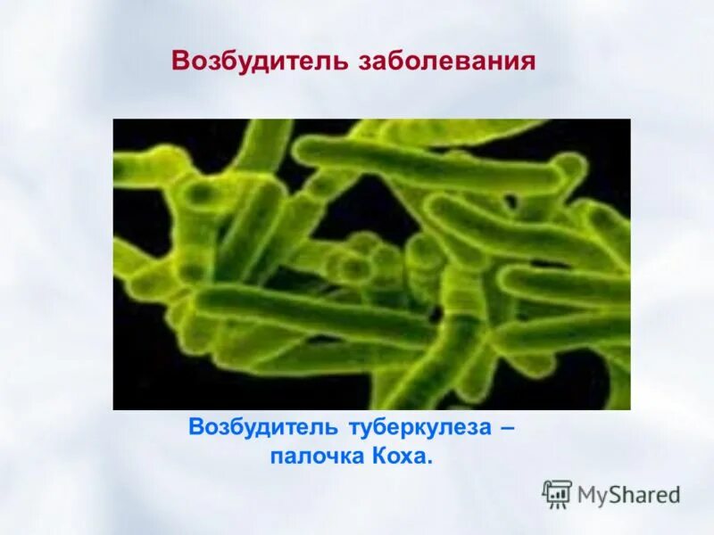 возбудителем туберкулеза является. палочка коха (mycobacterium tuberculosis). микобактерии возбудители туберкулеза. микобактерия палочки коха. микобактерии возбудители туберкулеза.