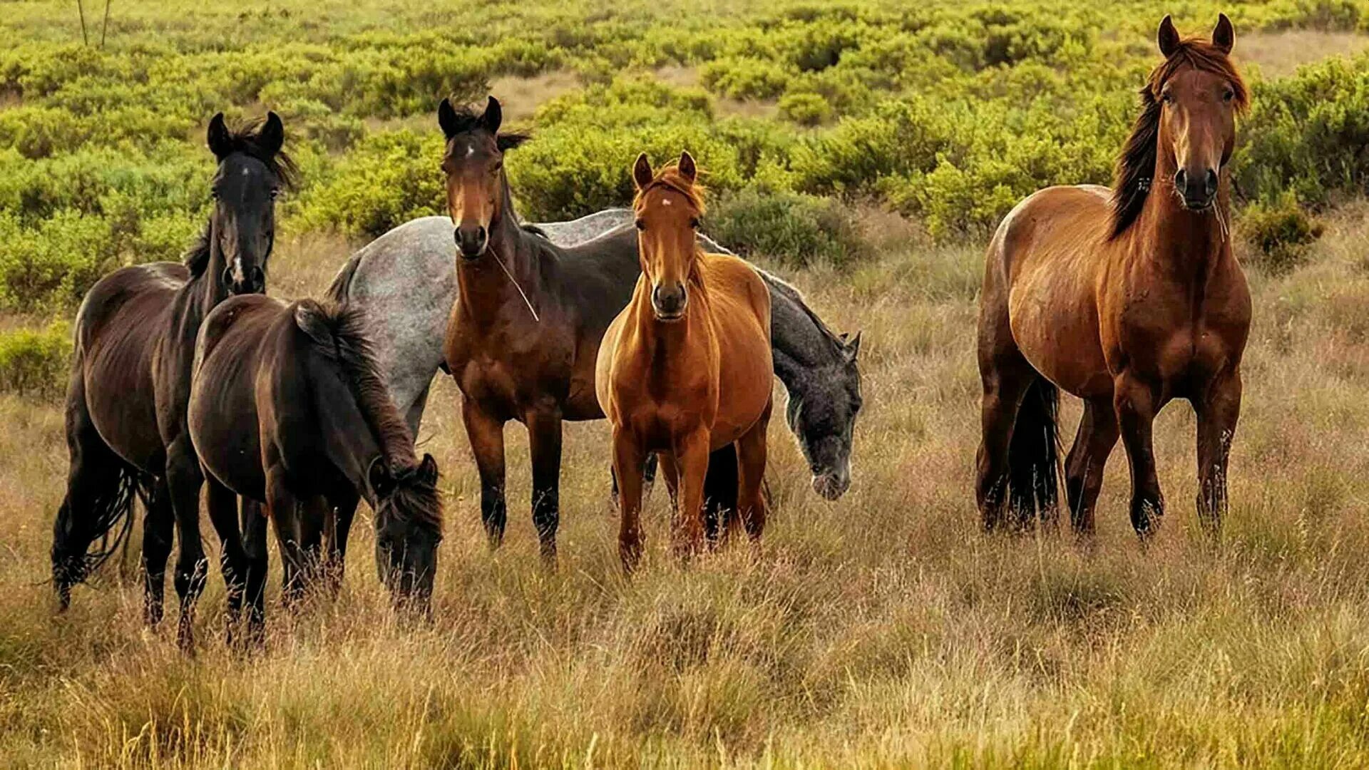 Лошадь 3 месяца. Дикие лошади Брамби. Лошади на природе. Дикие лошади в природе. Брамби в Австралии.