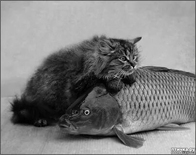 Год кота рыбы