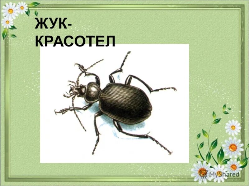 Жук красотел в какой природной. Жук красотел. Окружающий мир Жук красотел. Красотел пахучий. Жук-красотел в красной книге.