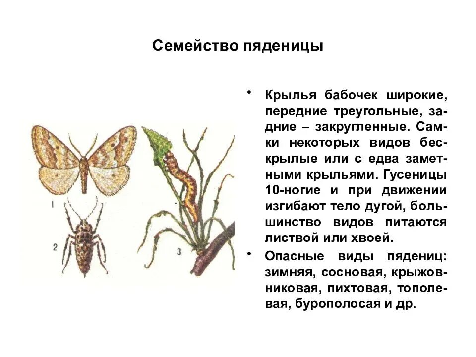 Какой тип питания характерен для пяденицы сосновой. Экологического описания гусеницы бабочки-пяденицы.. классификация бабочек. виды бабочек пядениц. систематика бабочки.