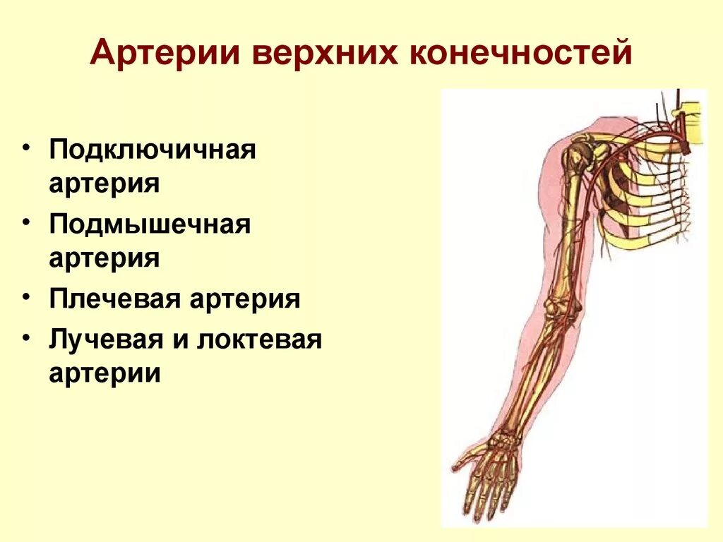 Сосуды верхней конечности анатомия. Схема кровоснабжения верхней конечности. Артерии верхней конечности схема. Артерии пояса верхней конечности. Кровообращение верхней конечности