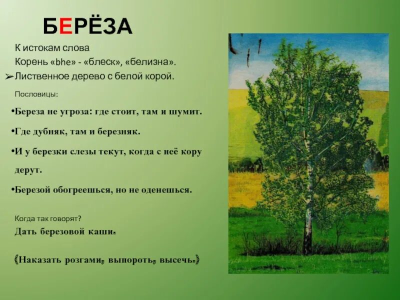 Стих березка. Поговорки о Березе. Пословицы о Березе. Березка текст. Текст про березу.