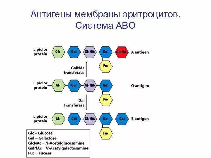 Строение антигена эритроцита. Антигены групп крови строение. Антигенная функция эритроцитов. Мембрана эритроцитов с антигенами.