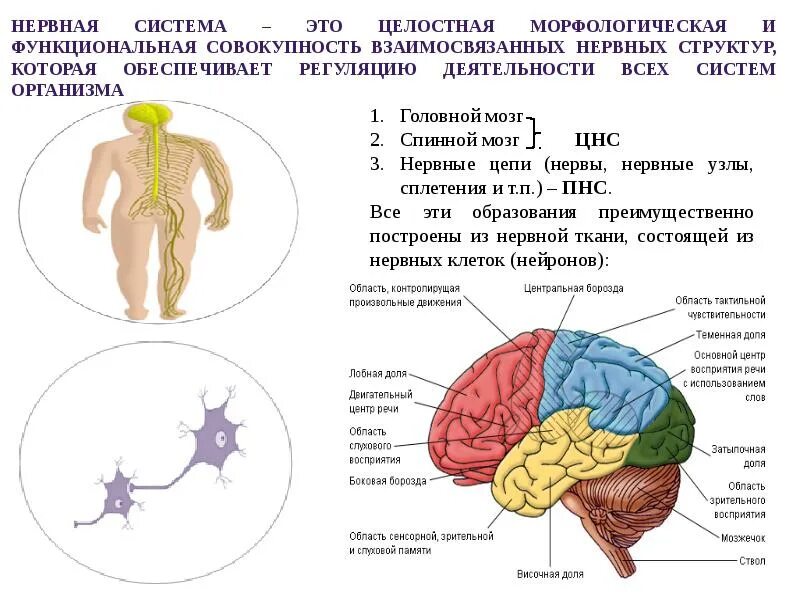 Органы человека и их функции. 12 Систем организма. Системы человеческого организма. 12 Систем органов человека. Основные системы организма человека и их функции.