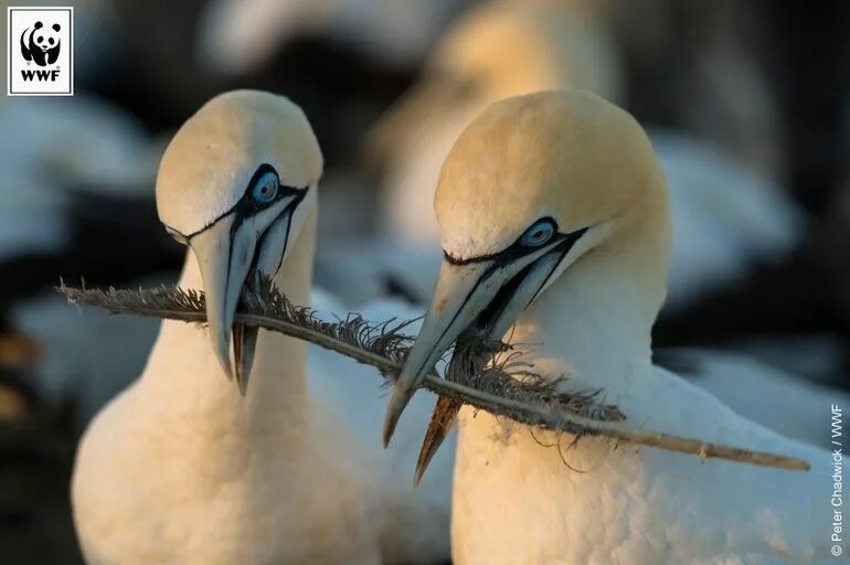 Большинство птиц. Большинство птиц. Референсы воробья. Большинство птиц. Птицы в шанхае.