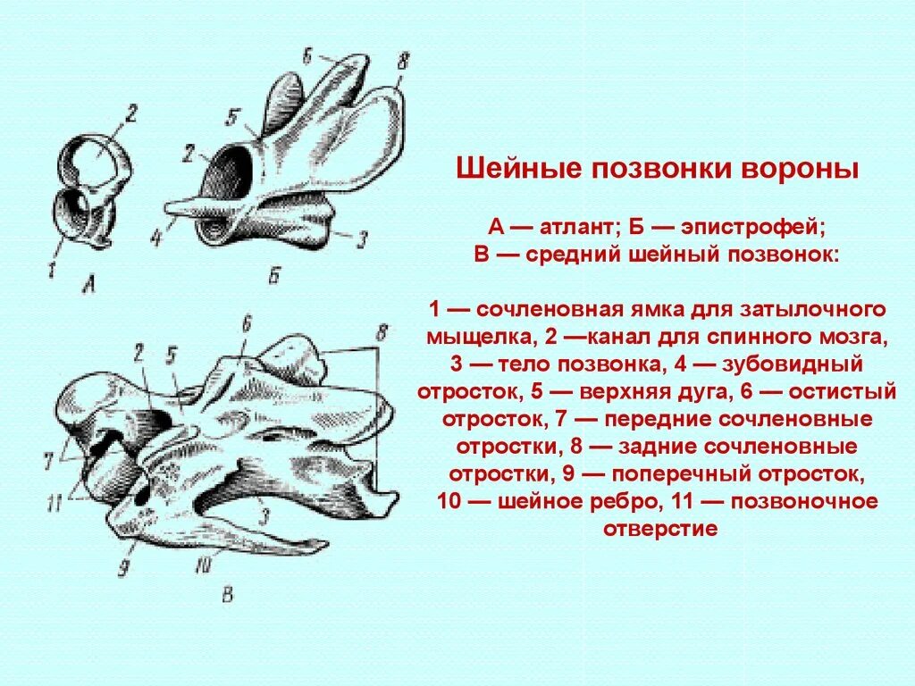 Грудные позвонки у птиц. Строение шейных позвонков птиц. Строение шейного позвонка птицы. Шейные позвонки вороны. Первые шейные позвонки Атлант и эпистрофей.