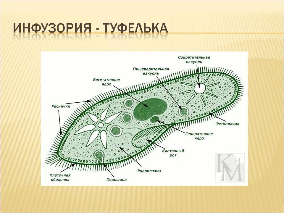 Инфузория туфелька вакуоль. Инфузория туфелька Подцарство. Строение инфузории туфельки под микроскопом. Одноклеточные организмы инфузория туфелька.