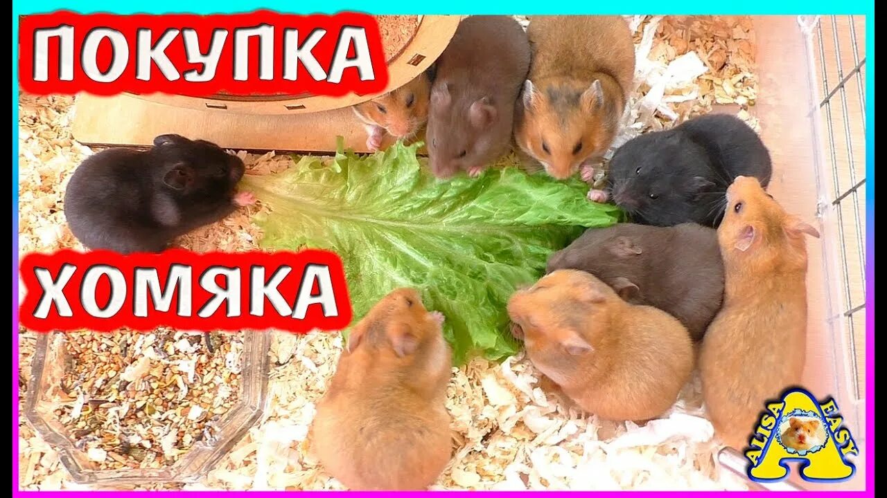 Стрижка хомяка на бирже. Какого хомяка лучше завести. Хомяк биткоин. Какого хомяка лучше завести. Клетка для сирийского хомяка.