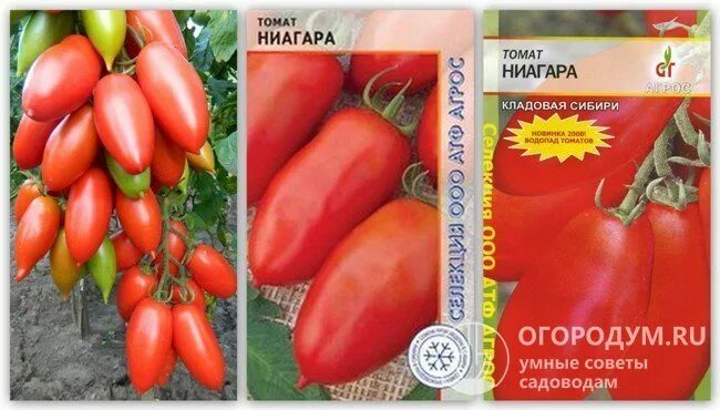 Сорт томатов ниагара отзывы фото. Семена томатов ниагара. томат ниагара агрос. сорт помидор ниагара. ниагара томат томат.