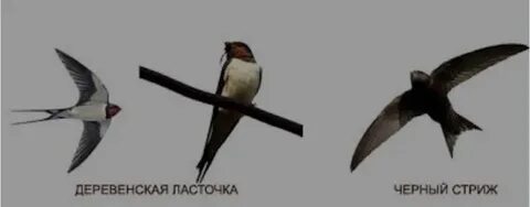Различие ласточек и стрижей атлас определитель