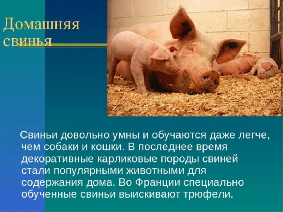 Сообщение о свиноводстве