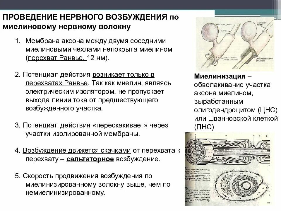 Проведение нервного импульса в миелинизированном волокне. Механизм проведения возбуждения по мякотным волокнам. проведение нервного возбуждения по немиелинизированному волокну. проведение возбуждения по немиелинизированным волокнам. проведение возбуждения в мякотных и безмякотных нервных волокнах.