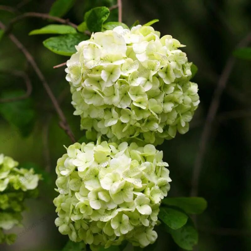 семена гортензии каскад черешковая. крупные семена цветов. семена цветной гортензии. семена гортензии метельчатой. семена гортензии.