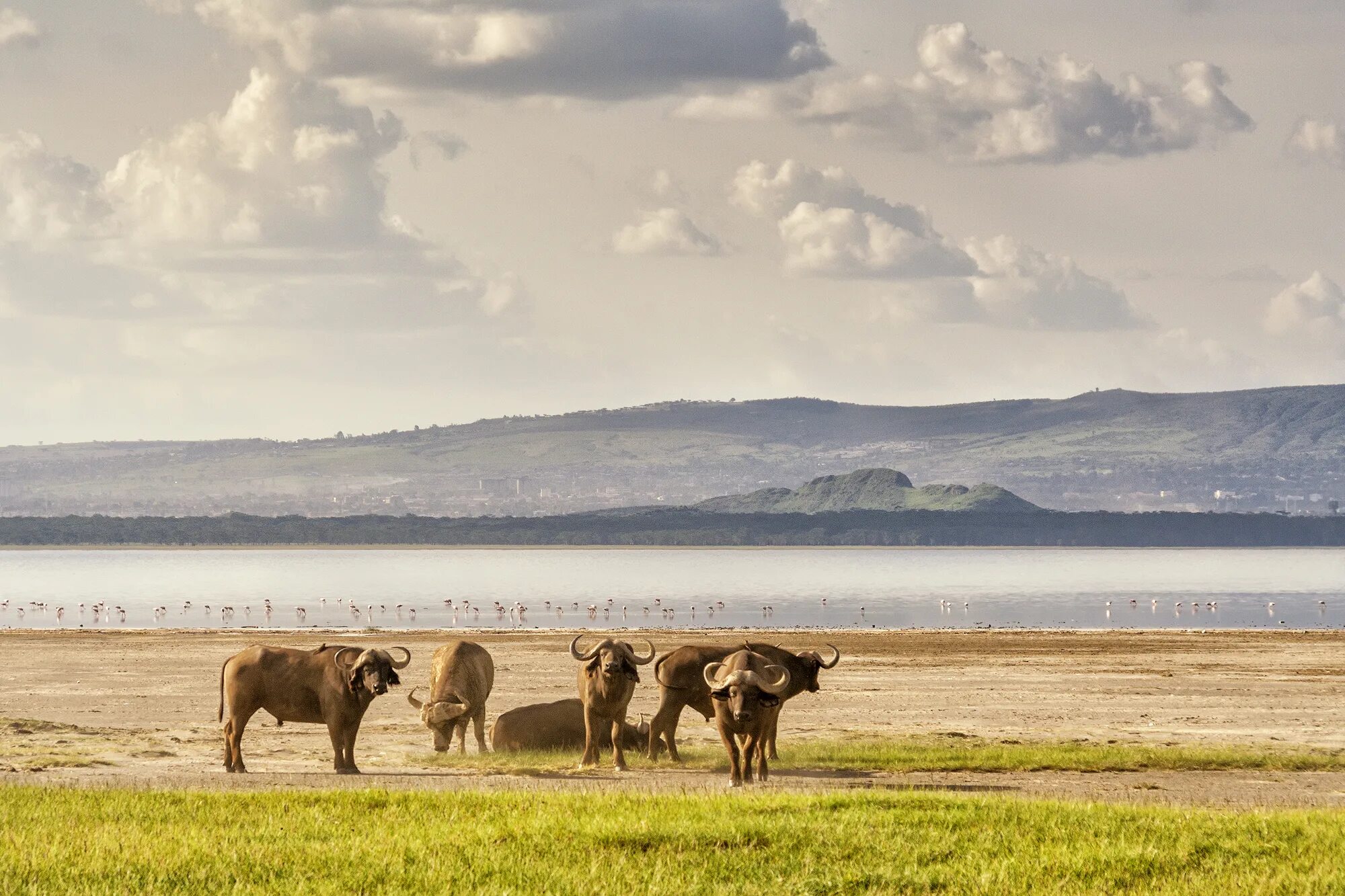 Good africa. Национальный парк озеро Накуру. Накуру Кения национальный парк. Озеро Накуру Кения. Национальный парк озеро Накуру (Кения).