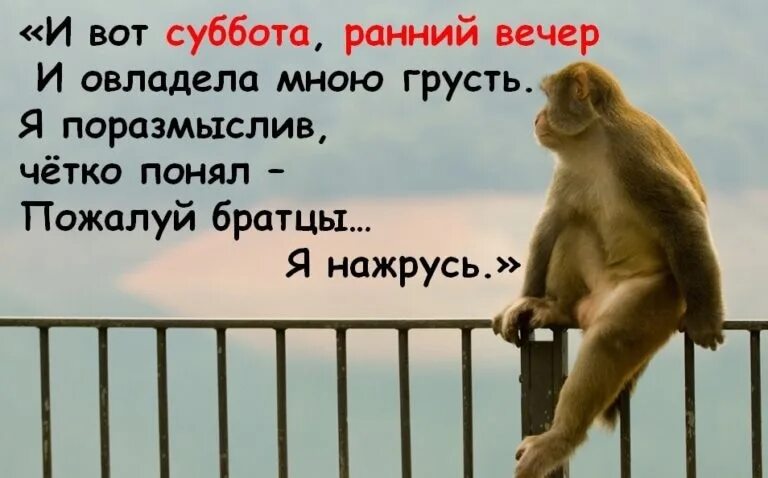 Анекдоты про субботу смешные в картинках. Статусы про субботу прикольные картинки. Смешные выражения про субботу. Суббота цитаты.