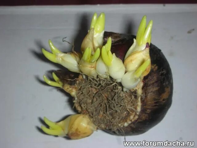 Гиацинт размножение луковицами. Луковичное размножение. Гиацинт размножение луковицами. Как размножить гиацинт. Размножение амариллиса чешуйками.