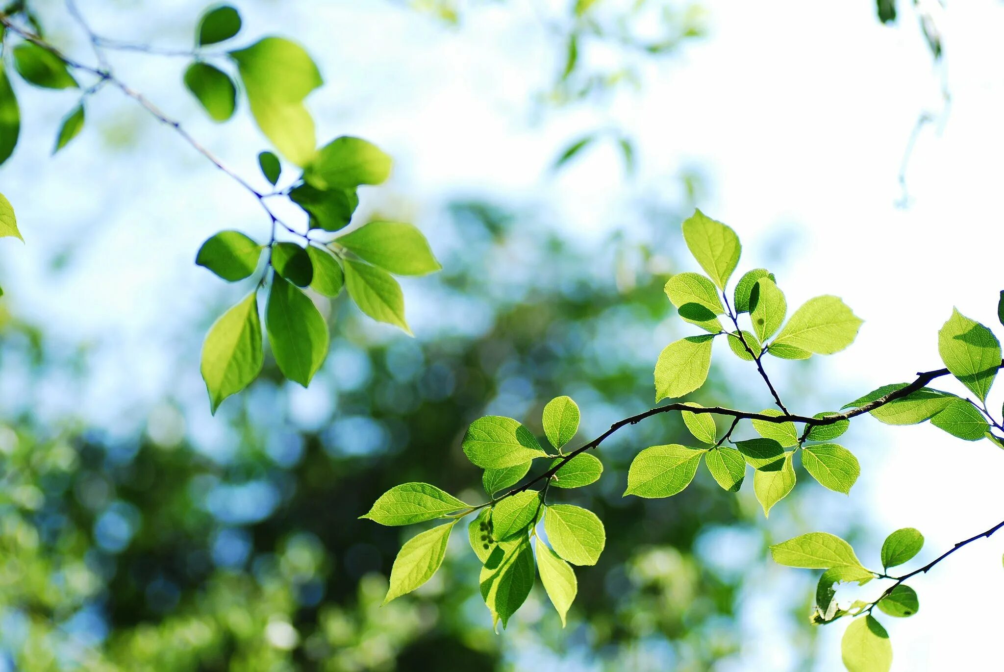 Ветка с листьями. Ветка с листьями. Веточка с листочками. Ветки деревьев с листьями. Ветка дерева с листьями.