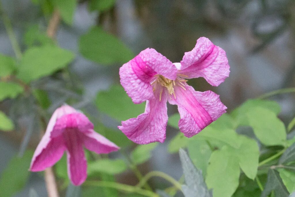 клематис краковяк пинк минк. клематис литтл бэй. клематис (clematis krakowiak pink mink. клематис краковяк, витицелла. клематис краковяк пинк минк.