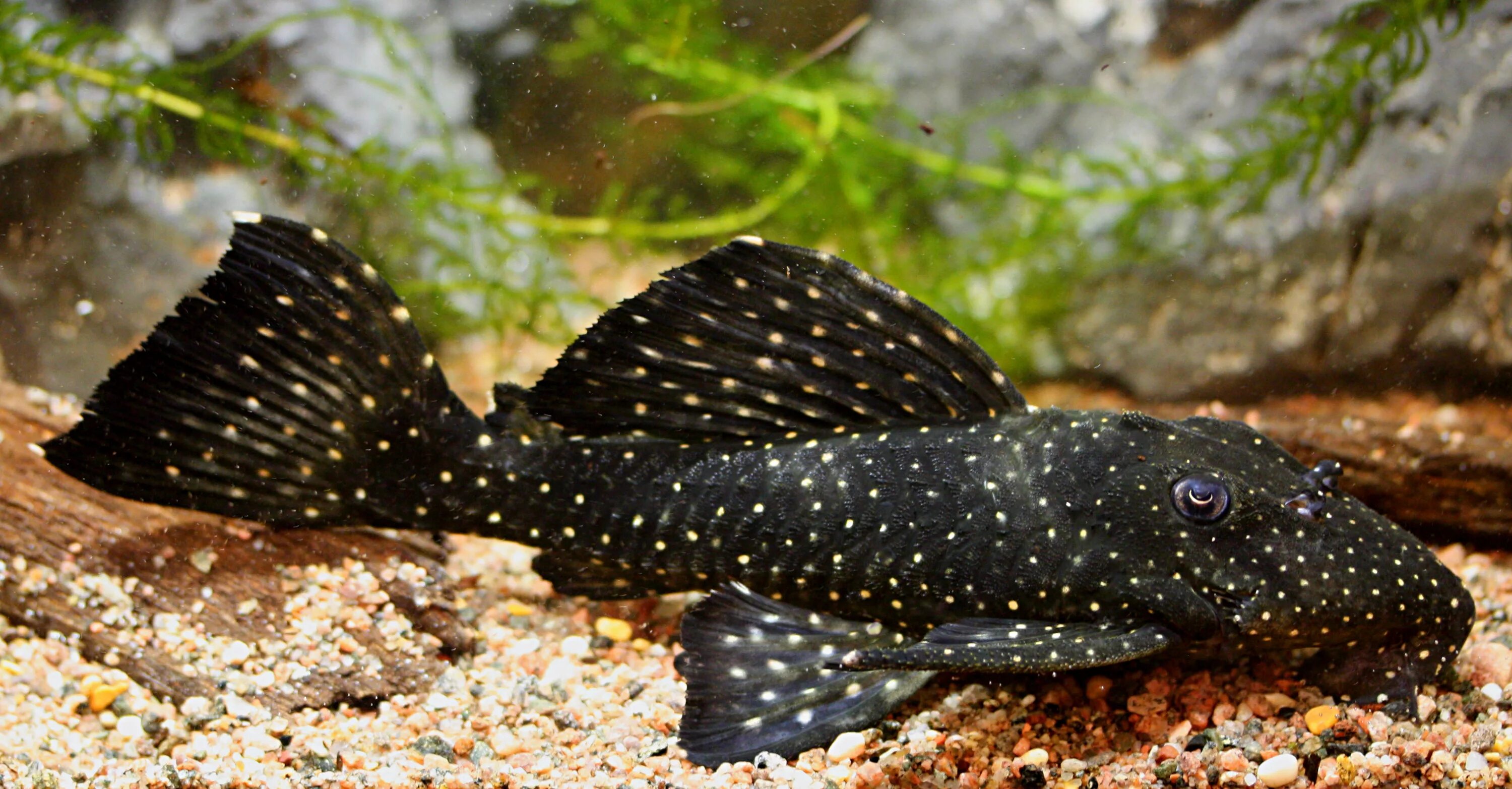 аквариумные рыбки кольчужные сомы. синодонтис касатка. черный аквариумный сом. сом плекостомус аквариумный. аквариумные рыбки сомики черные.