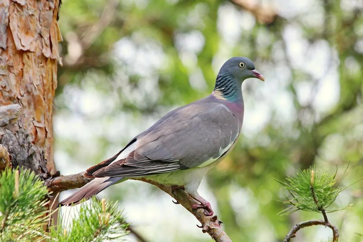 Вяхирь (Columba palumbus). Лесной голубь вяхирь. Вяхирь витютень. Дикий голубь вяхирь. Птица дикий голубь