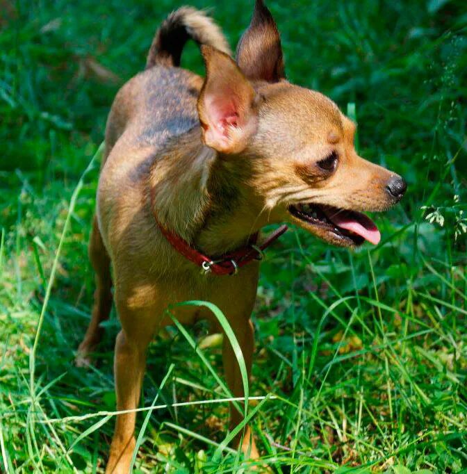 Русский той терьер гладкошерстный. Той терьер русский гладкошерстный рыжий. Той терьер русский гладкошерстный рыжий. Рыжие тойчики. Той терьер рыжий.