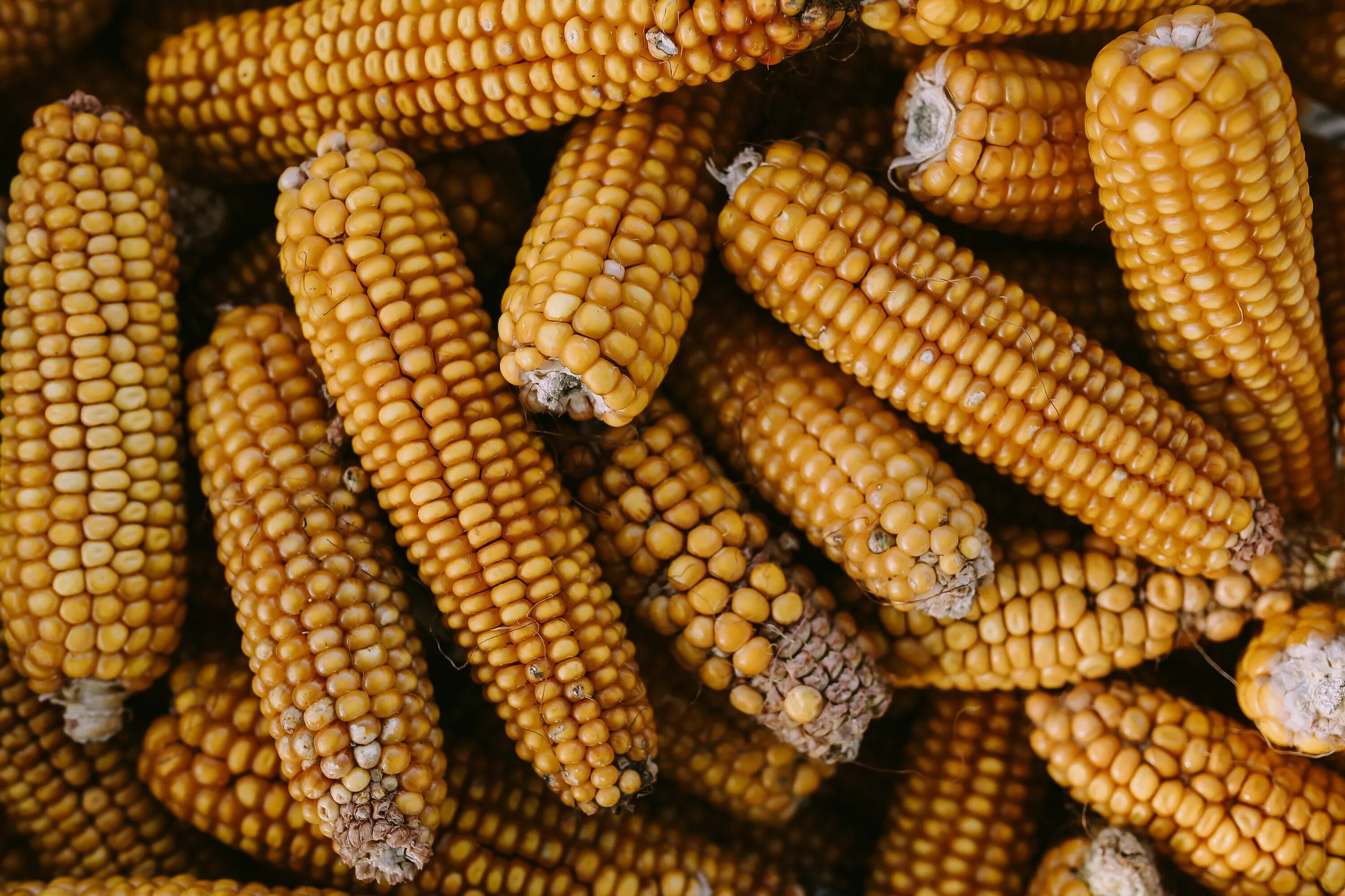 Кукуруза Hominy. Кукуруза початок. Кукурузные зерна. Кукуруза (зерно). Mays corn