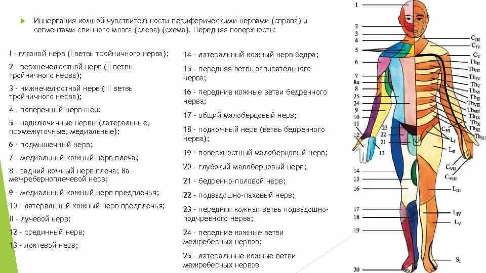 Отсутствие чувствительности латынь. Схема иннервации тела сегментами спинного. Зоны иннервации спинномозговых нервов схема. Сегменты спинного мозга схема иннервации. Иннервация кожной чувствительности периферическими нервами.