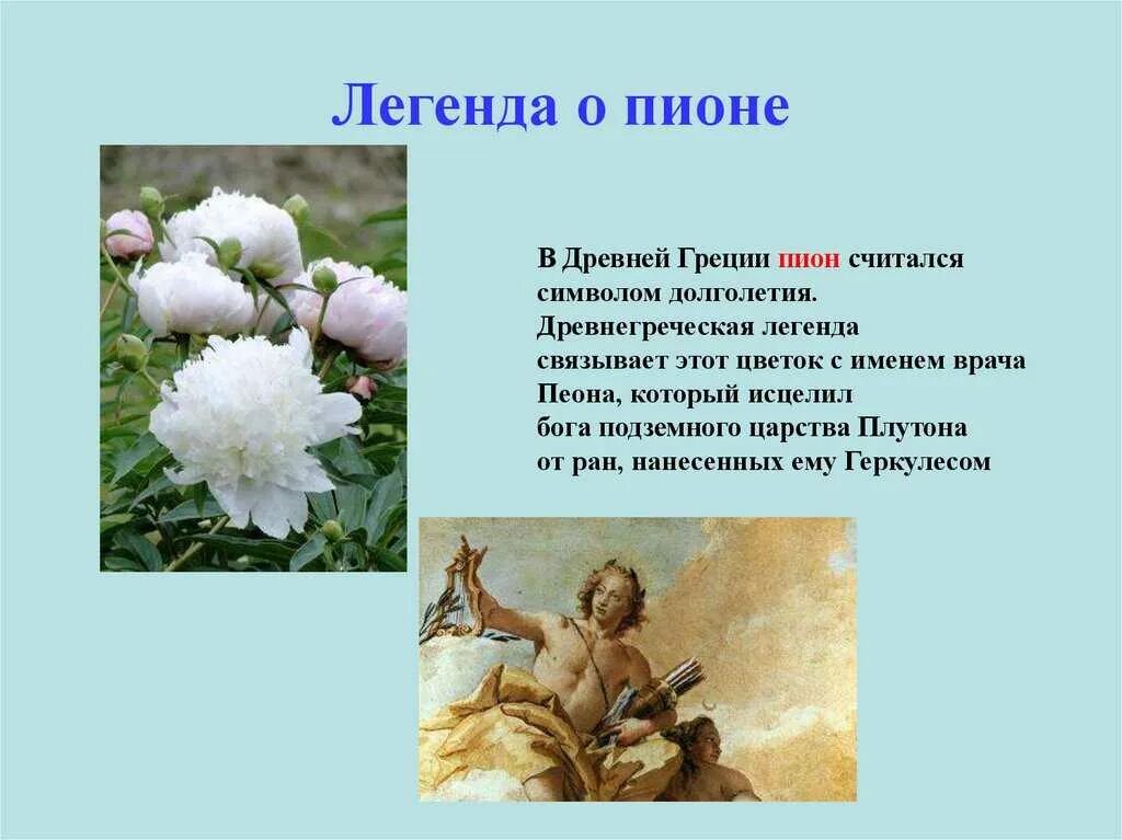 Легендарный описание. Легенда о пионе. Пион в древней Греции. Легенда о пионе цветке. Легенда о пионе цветке для детей.