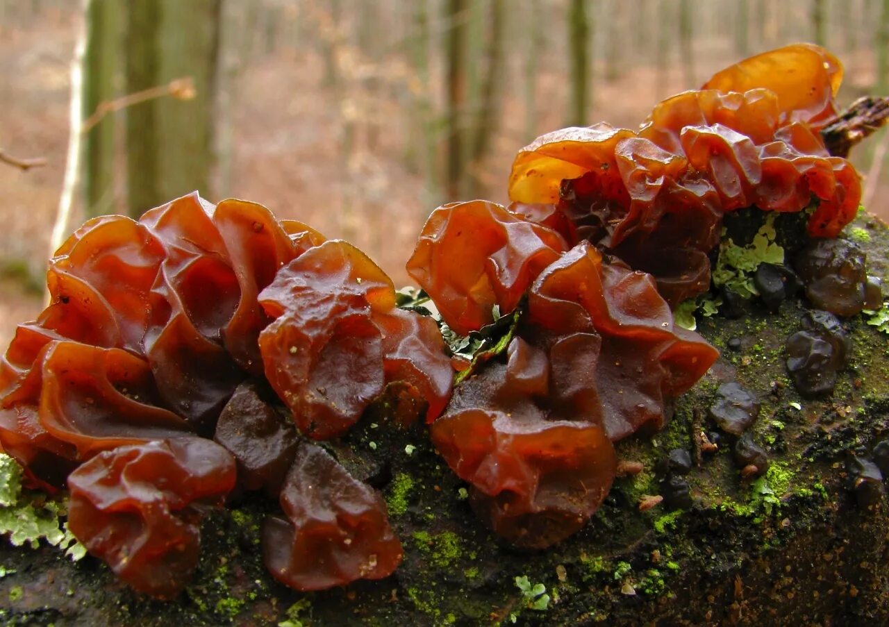 Дрожалка листоватая. Тремелла листоватая. Дрожалка оранжевая (Tremella mesenterica). Гриб Tremella foliacea.