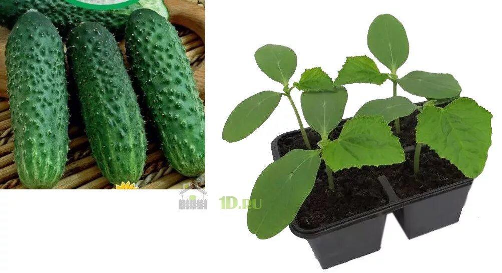 Огурец молодец. Молодец f1. Шустрец молодец f1. Огурец молодец f1 8шт. Молодец f1.