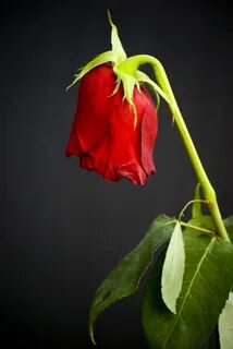 Dying rose