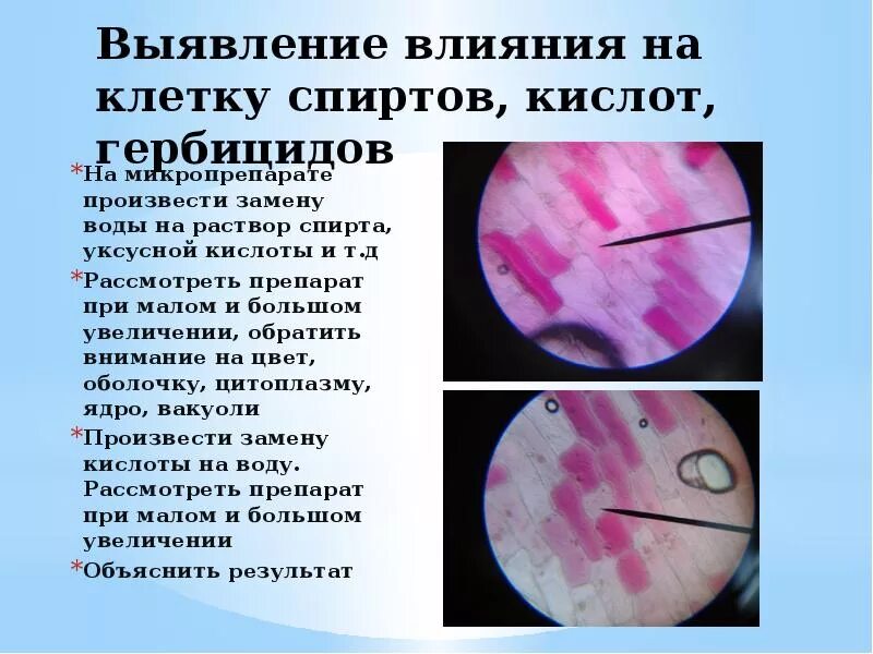 Плазмолиз и деплазмолиз лабораторная работа. Плазмолиз лабораторная работа. уголковый плазмолиз.