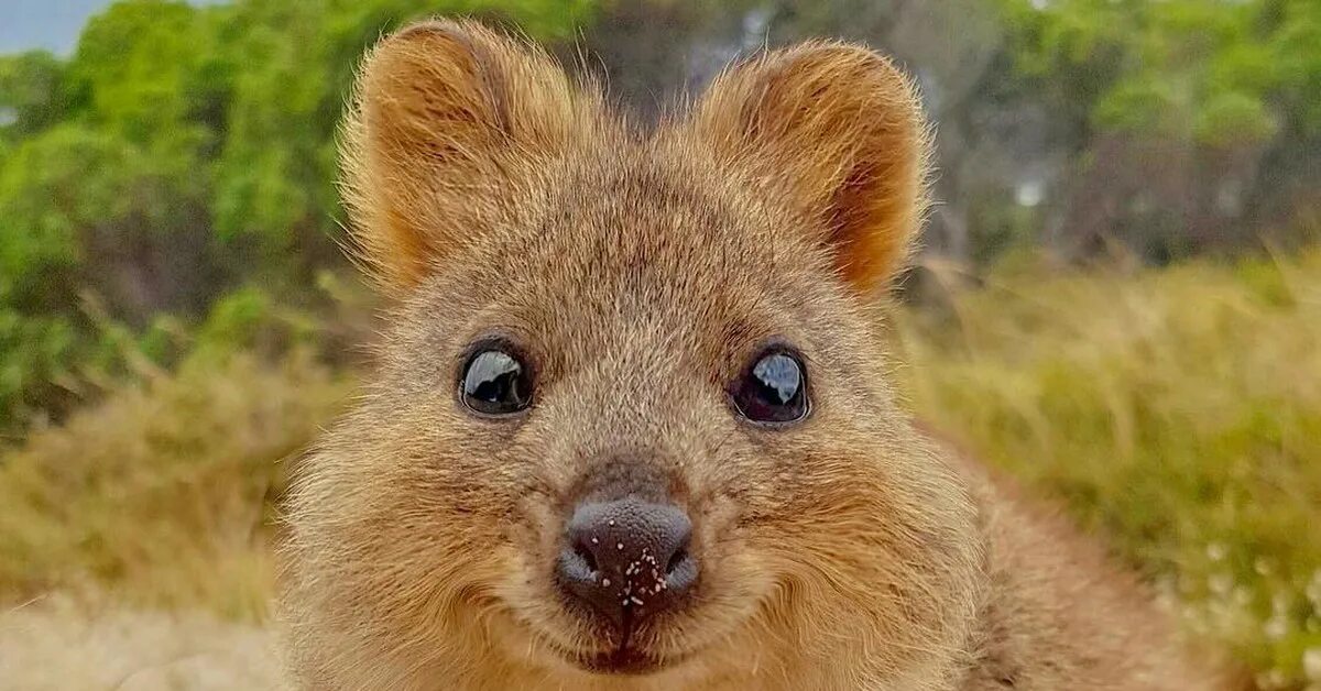 Улыбающие зверьки. Австралия Квокка. Мини кенгуру Квокка. Квокка (короткохвостый кенгуру). Квокка эндемики Австралии.