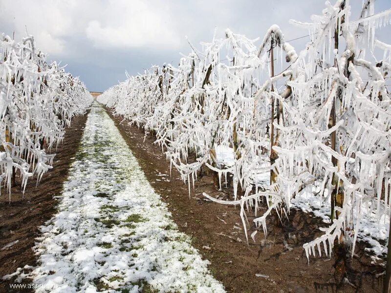 Методы борьбы с заморозками. Защита посевов от заморозков. Способы защиты от заморозков. Защита от заморозков плодовые деревья.