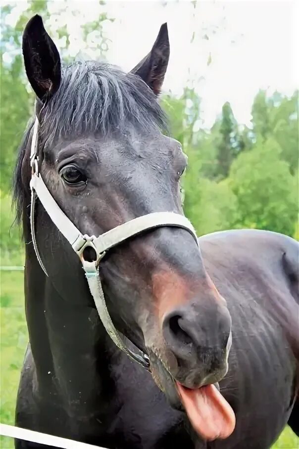 Прикольный конь. Лошадь оскорбление. Прикольные морды лошадей. Эмоции лошади. Лошадь с открытой пастью.