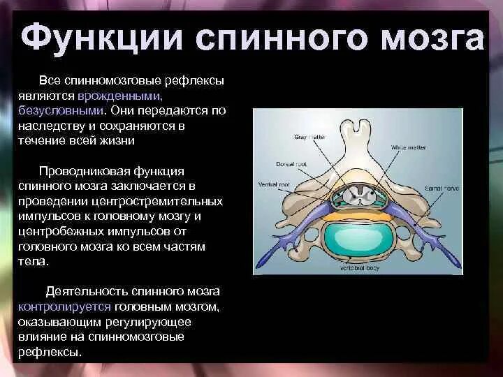 Выполняет рефлекторную и проводниковую функцию мозг. Функции спинного мозга. Функции спинного мозга человека. Рефлекторная и проводниковая функции спинного мозга. Функции спинного и головного мозга.